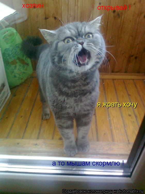 хозяин открывай ! я жрать хочу а то мышам скормлю !... Котоматрица: хозяин открывай ! я жрать хочу а то мышам скормлю !