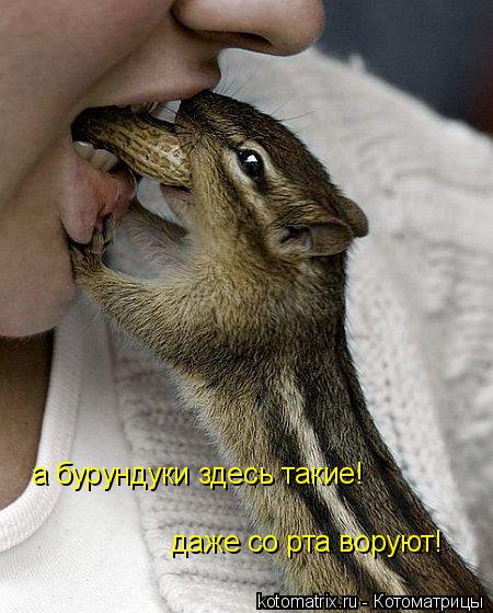 а бурундуки здесь такие! даже со рта воруют!... Котоматрица: а бурундуки здесь такие! даже со рта воруют!