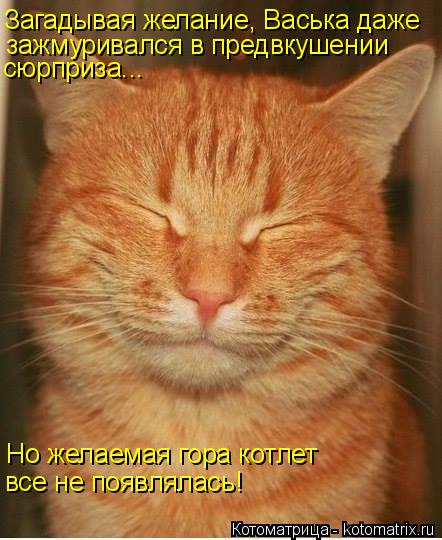 Загадывая желание, Васька даже зажмуривался в предвкушении сюрприза... Но желаемая гора котлет все не... Котоматрица: Загадывая желание, Васька даже зажмуривался в предвкушении сюрприза... Но желаемая гора котлет все не появлялась!
