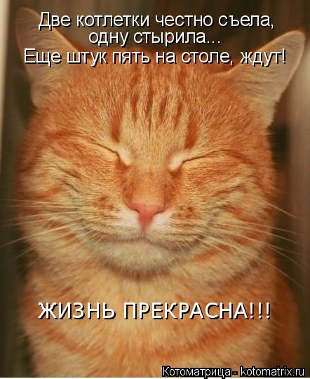 Две котлетки честно съела, одну стырила... Еще штук пять на столе, ждут! ЖИЗНЬ ПРЕКРАСНА!!!... Котоматрица: Две котлетки честно съела, одну стырила... Еще штук пять на столе, ждут! ЖИЗНЬ ПРЕКРАСНА!!!
