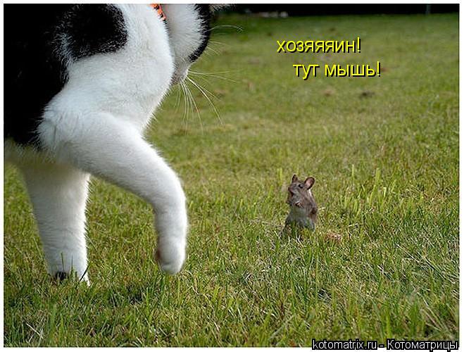 хозяяяин! тут мышь!... Котоматрица: хозяяяин! тут мышь!