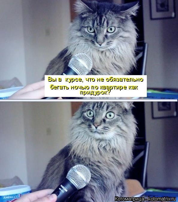 Вы в курсе, что не обязательно Вы в курсе, что не обязательно бегать ночью по квартире как бегать н... Котоматрица: Вы в курсе, что не обязательно Вы в курсе, что не обязательно бегать ночью по квартире как бегать ночью по квартире как придурок?