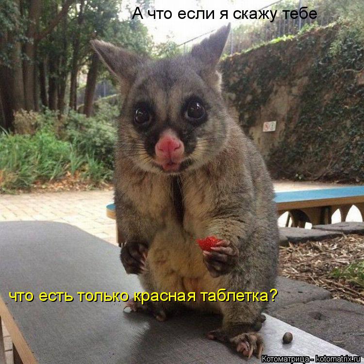 А что если я скажу тебе что есть только красная таблетка?... Котоматрица: А что если я скажу тебе что есть только красная таблетка?