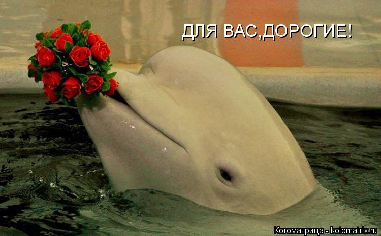 ДЛЯ ВАС,ДОРОГИЕ!... Котоматрица: ДЛЯ ВАС,ДОРОГИЕ!