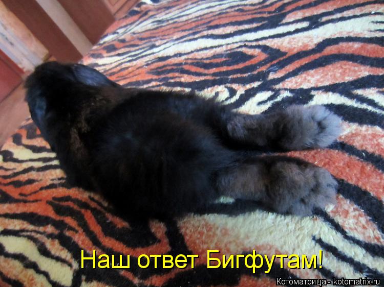 Наш ответ Бигфутам!... Котоматрица: Наш ответ Бигфутам!