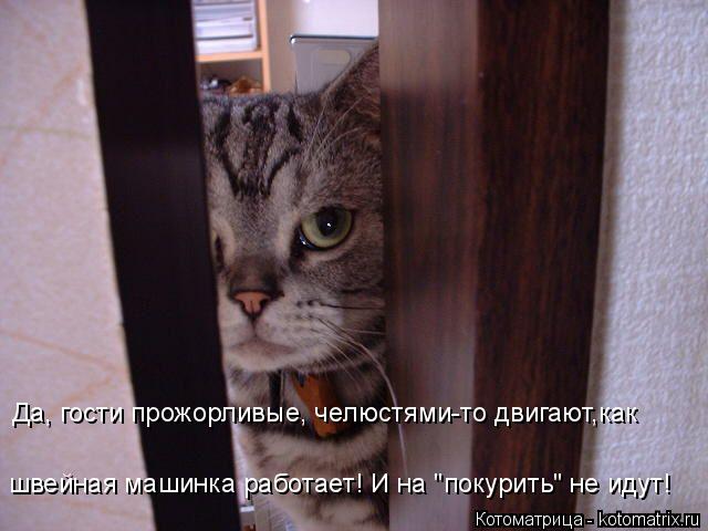 Котоматрица: Да, гости прожорливые, челюстями-то двигают,как  швейная машинка работает! И на "покурить" не идут!
