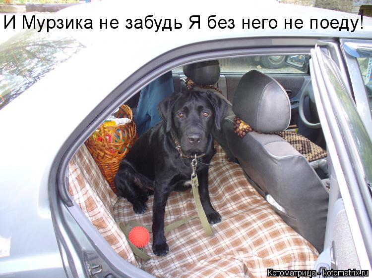 И Мурзика не забудь Я без него не поеду!... Котоматрица: И Мурзика не забудь Я без него не поеду!