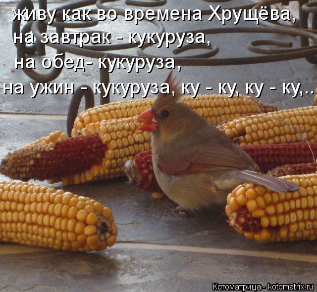 живу как во времена Хрущёва, на завтрак - кукуруза, на обед- кукуруза, на ужин - кукуруза, ку - ку, к... Котоматрица: живу как во времена Хрущёва, на завтрак - кукуруза, на обед- кукуруза, на ужин - кукуруза, ку - ку, ку - ку,...