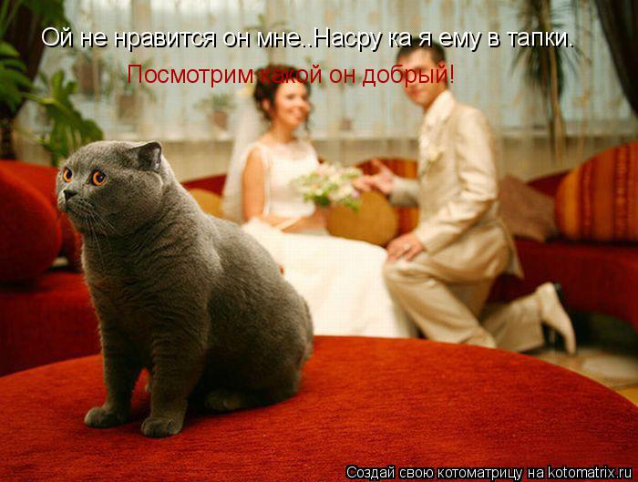 Ой не нравится он мне..Насру ка я ему в тапки. Посмотрим какой он добрый!... Котоматрица: Ой не нравится он мне..Насру ка я ему в тапки. Посмотрим какой он добрый!
