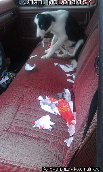 Опять McDonald's?... Котоматрица: Опять McDonald's?
