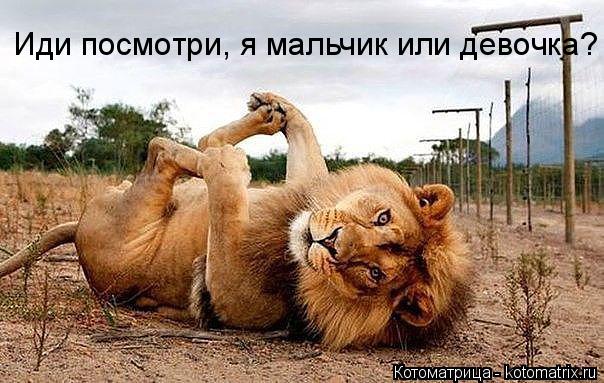 Иди посмотри, я мальчик или девочка?... Котоматрица: Иди посмотри, я мальчик или девочка?