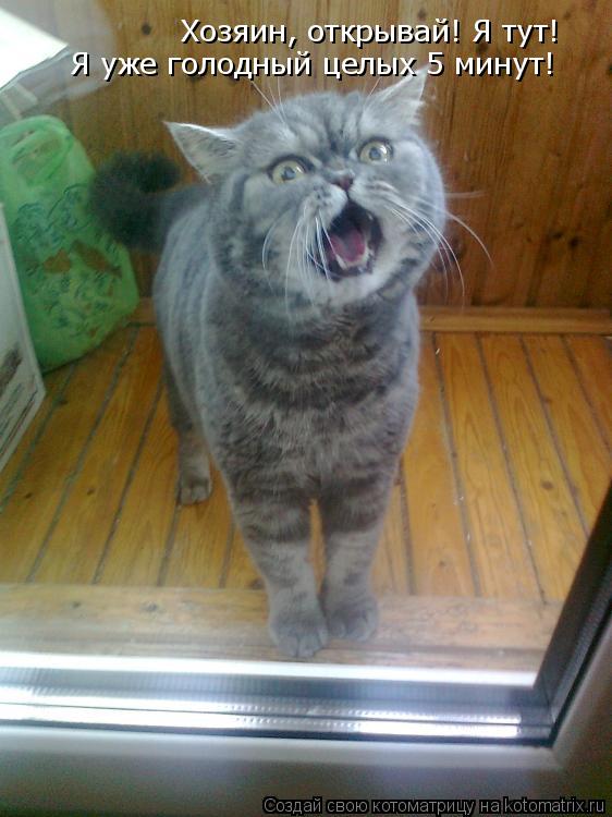 Хозяин, открывай! Я тут! Я уже голодный целых 5 минут!... Котоматрица: Хозяин, открывай! Я тут! Я уже голодный целых 5 минут!