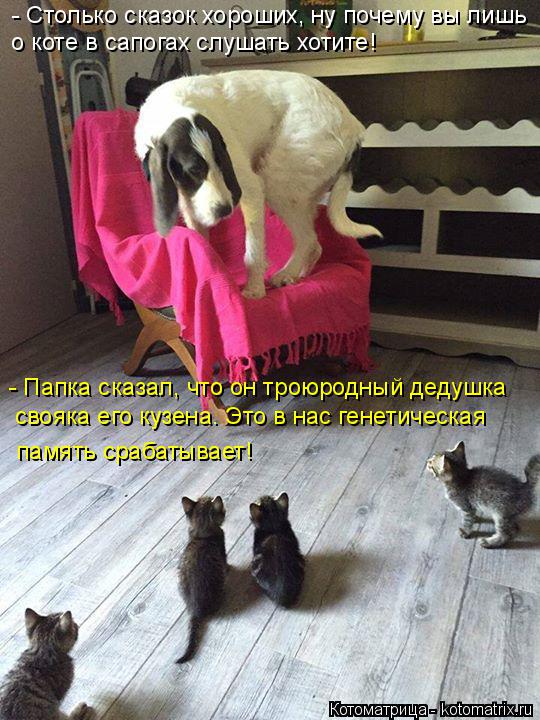 - Столько сказок хороших, ну почему вы лишь о коте в сапогах слушать хотите! - Папка сказал, что он т... Котоматрица: - Столько сказок хороших, ну почему вы лишь о коте в сапогах слушать хотите! - Папка сказал, что он троюродный дедушка свояка его кузена. Это в