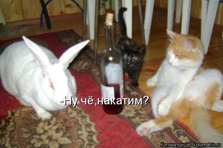 -Ну чё,накатим?... Котоматрица: -Ну чё,накатим?
