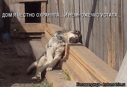 ДОМ Я ЧЕСТНО ОХРАНЯЛА... И НЕМНОЖЕЧКО УСТАЛА...... Котоматрица: ДОМ Я ЧЕСТНО ОХРАНЯЛА... И НЕМНОЖЕЧКО УСТАЛА...