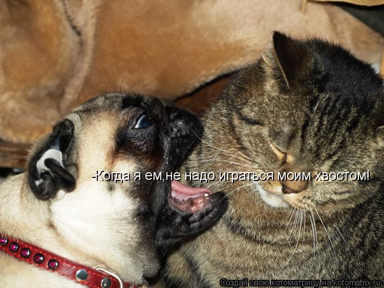 -Когда я ем,не надо играться моим хвостом!... Котоматрица: -Когда я ем,не надо играться моим хвостом!