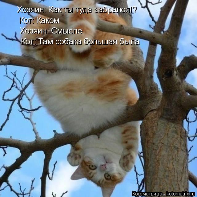 Хозяин: Как ты туда забрался!? Кот: Каком Хозяин: Смысле Кот: Там собака большая была... Котоматрица: Хозяин: Как ты туда забрался!? Кот: Каком Хозяин: Смысле Кот: Там собака большая была