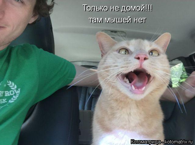 Только не домой!!! там мышей нет... Котоматрица: Только не домой!!! там мышей нет