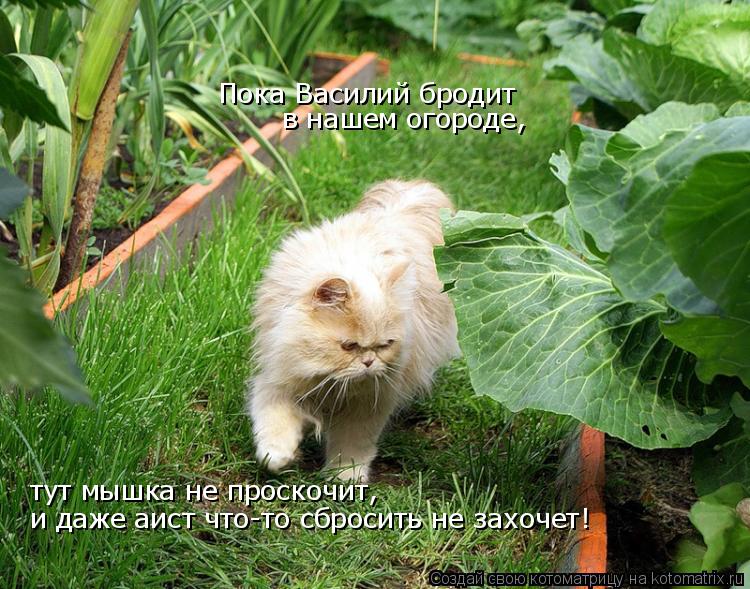 Пока Василий бродит в нашем огороде, тут мышка не проскочит, и даже аист что-то сбросить не захочет... Котоматрица: Пока Василий бродит в нашем огороде, тут мышка не проскочит, и даже аист что-то сбросить не захочет!