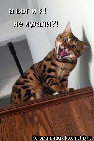 а вот и я! не ждали?!... Котоматрица: а вот и я! не ждали?!