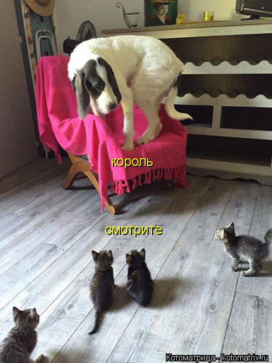 смотрите король... Котоматрица: смотрите король