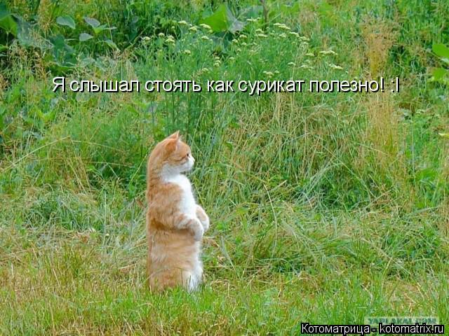 Я слышал стоять как сурикат полезно! :I... Котоматрица: Я слышал стоять как сурикат полезно! :I