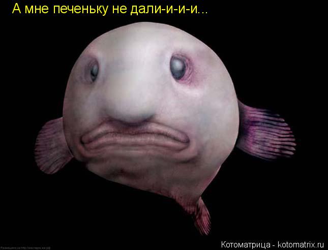 А мне печеньку не дали-и-и-и...... Котоматрица: А мне печеньку не дали-и-и-и...