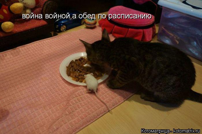 война войной,а обед по расписанию... Котоматрица: война войной,а обед по расписанию
