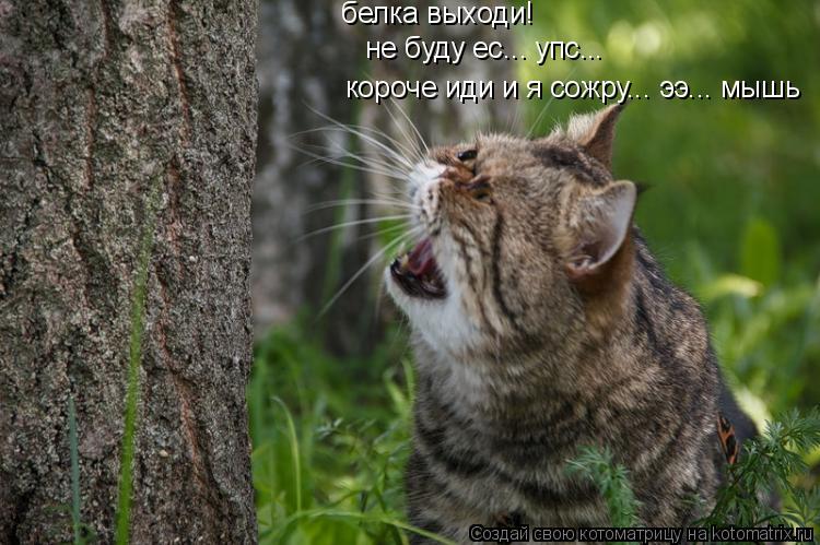 белка выходи! не буду ес... упс... короче иди и я сожру... ээ... мышь... Котоматрица: белка выходи! не буду ес... упс... короче иди и я сожру... ээ... мышь