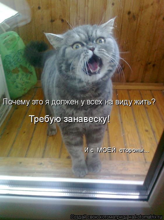 Требую занавеску! Почему это я должен у всех на виду жить? И с МОЕЙ стороны...... Котоматрица: Требую занавеску! Почему это я должен у всех на виду жить? И с МОЕЙ стороны...