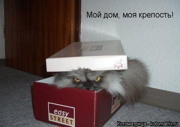 Мой дом, моя крепость!... Котоматрица: Мой дом, моя крепость!