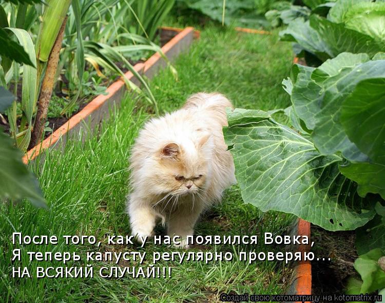 После того, как у нас появился Вовка, Я теперь капусту регулярно проверяю... НА ВСЯКИЙ СЛУЧАЙ!!!... Котоматрица: После того, как у нас появился Вовка, Я теперь капусту регулярно проверяю... НА ВСЯКИЙ СЛУЧАЙ!!!