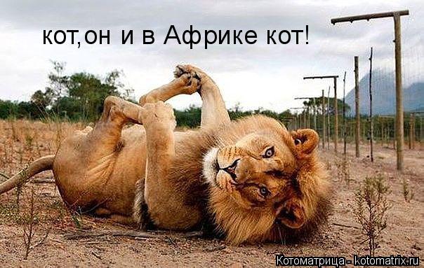 кот,он и в Африке кот!... Котоматрица: кот,он и в Африке кот!