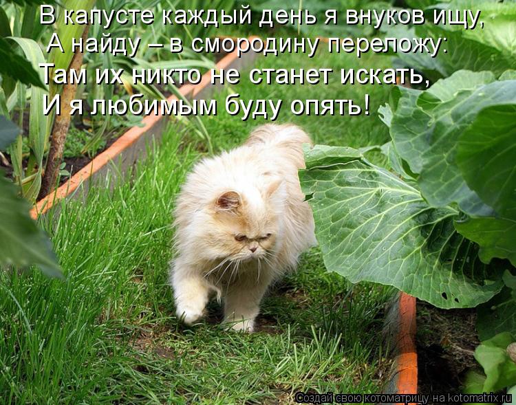 В капусте каждый день я внуков ищу, А найду – в смородину переложу: Там их никто не станет искать, И ... Котоматрица: В капусте каждый день я внуков ищу, А найду – в смородину переложу: Там их никто не станет искать, И я любимым буду опять!