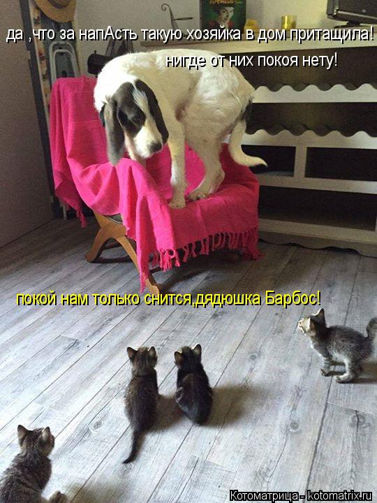 да ,что за напАсть такую хозяйка в дом притащила! нигде от них покоя нету! покой нам только снится,дя... Котоматрица: да ,что за напАсть такую хозяйка в дом притащила! нигде от них покоя нету! покой нам только снится,дядюшка Барбос!