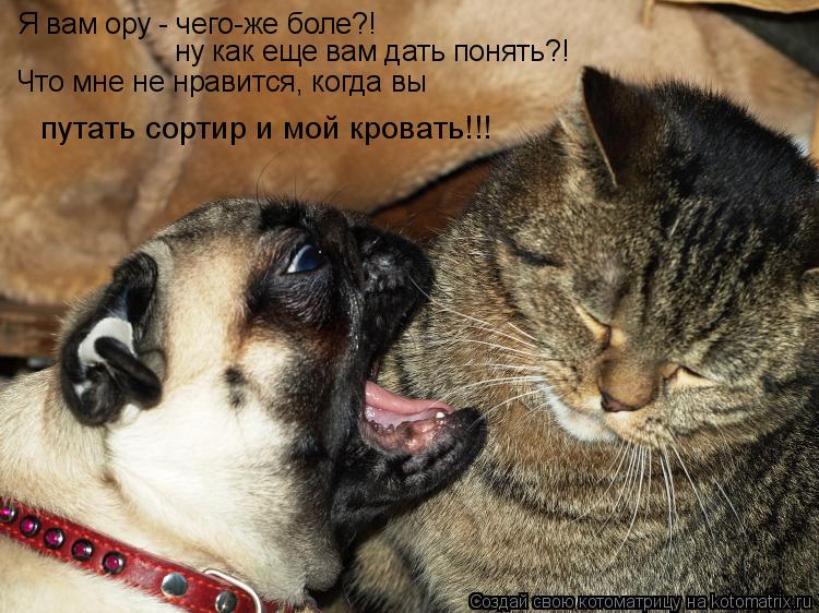 Я вам ору - чего-же боле?! ну как еще вам дать понять?! Что мне не нравится, когда вы путать сортир и... Котоматрица: Я вам ору - чего-же боле?! ну как еще вам дать понять?! Что мне не нравится, когда вы путать сортир и мой кровать!!!