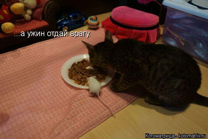 ...а ужин отдай врагу.... Котоматрица: ...а ужин отдай врагу.