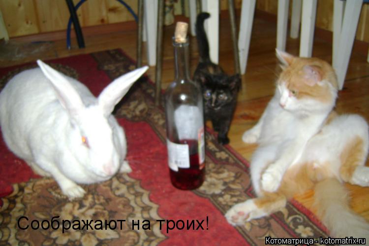 Соображают на троих!... Котоматрица: Соображают на троих!