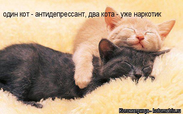 один кот - антидепрессант, два кота - уже наркотик... Котоматрица: один кот - антидепрессант, два кота - уже наркотик
