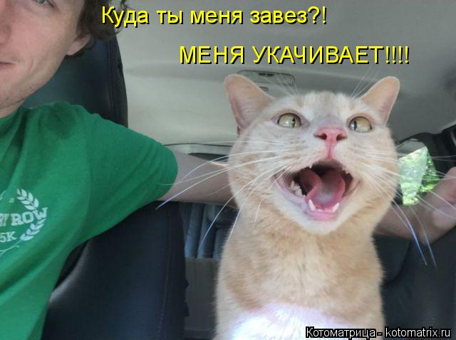Куда ты меня завез?! МЕНЯ УКАЧИВАЕТ!!!!... Котоматрица: Куда ты меня завез?! МЕНЯ УКАЧИВАЕТ!!!!