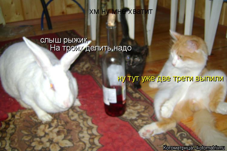 слыш рыжик На троих делить надо ну тут уже две трети выпили хм ну мне хватит... Котоматрица: слыш рыжик На троих делить надо ну тут уже две трети выпили хм ну мне хватит
