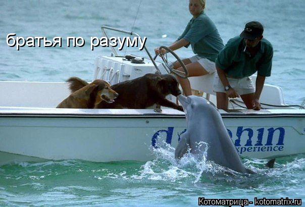 братья по разуму... Котоматрица: братья по разуму