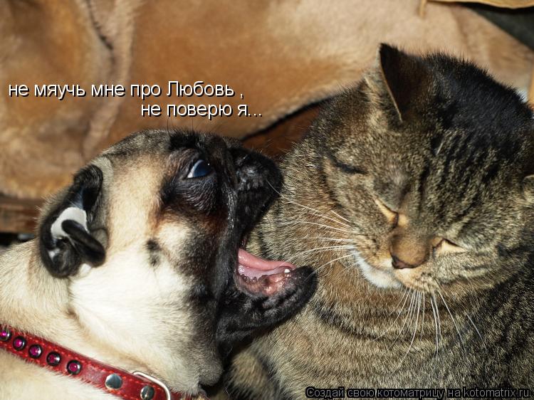 не мяучь мне про Любовь , не поверю я...... Котоматрица: не мяучь мне про Любовь , не поверю я...