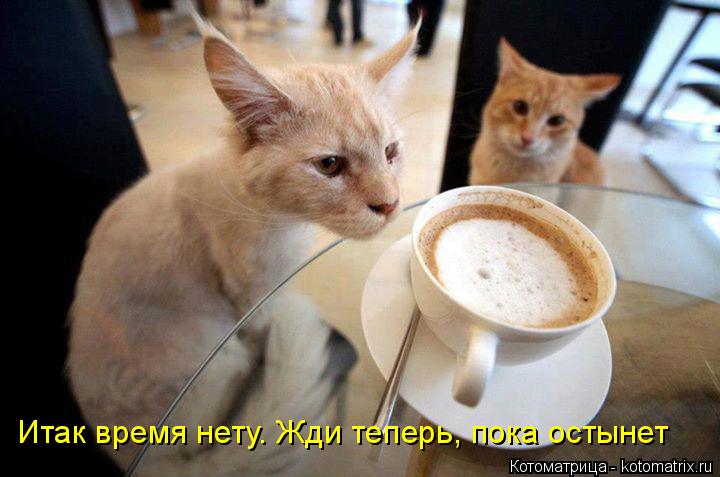 Итак время нету. Жди теперь, пока остынет... Котоматрица: Итак время нету. Жди теперь, пока остынет