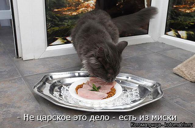 - Не царское это дело - есть из миски... Котоматрица: - Не царское это дело - есть из миски
