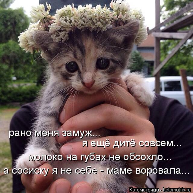 рано меня замуж... я ещё дитё совсем... молоко на губах не обсохло... а сосиску я не себе - маме воро... Котоматрица: рано меня замуж... я ещё дитё совсем... молоко на губах не обсохло... а сосиску я не себе - маме воровала...