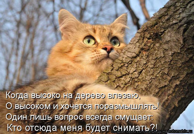 Когда высоко на дерево влезаю, О высоком и хочется поразмышлять! Один лишь вопрос всегда смущает: Кто... Котоматрица: Когда высоко на дерево влезаю, О высоком и хочется поразмышлять! Один лишь вопрос всегда смущает: Кто отсюда меня будет снимать?!
