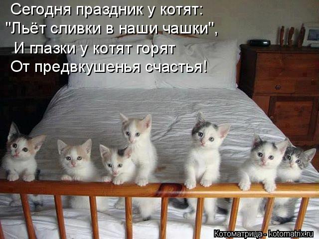 Сегодня праздник у котят: "Льёт сливки в наши чашки", И глазки у котят горят От предвкушенья счастья!... Котоматрица: Сегодня праздник у котят: "Льёт сливки в наши чашки", И глазки у котят горят От предвкушенья счастья!