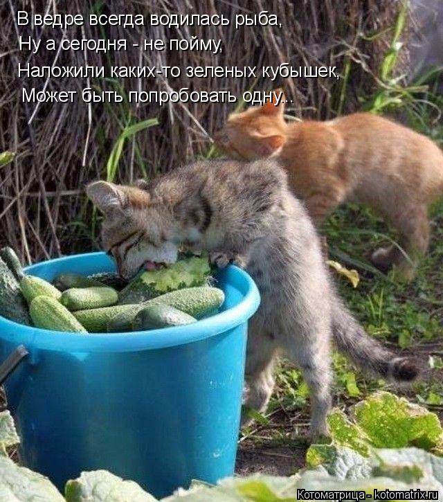 В ведре всегда водилась рыба, Ну а сегодня - не пойму, Наложили каких-то зеленых кубышек, Может быть ... Котоматрица: В ведре всегда водилась рыба, Ну а сегодня - не пойму, Наложили каких-то зеленых кубышек, Может быть попробовать одну...