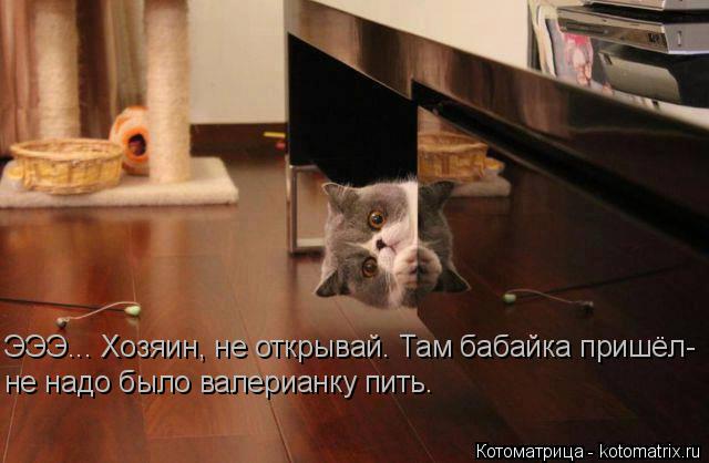 ЭЭЭ... Хозяин, не открывай. Там бабайка пришёл- не надо было валерианку пить.... Котоматрица: ЭЭЭ... Хозяин, не открывай. Там бабайка пришёл- не надо было валерианку пить.